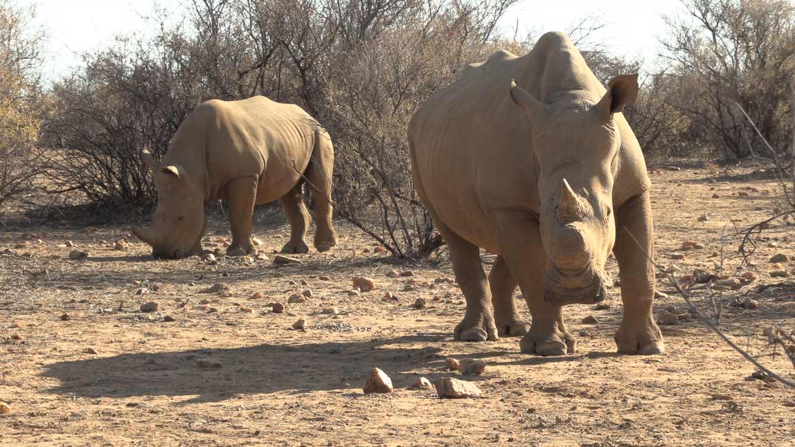 rhinos