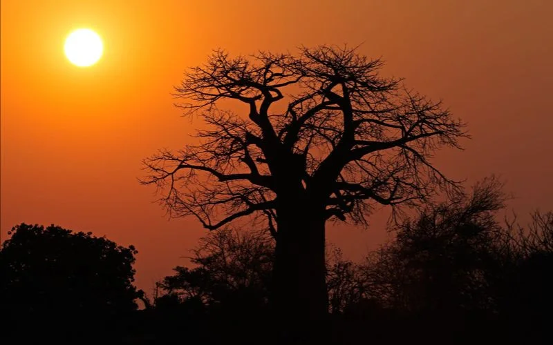 SAVE Foundation Wildlife Internships