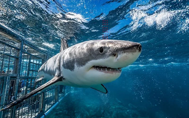 SAVE Marine Conservation Internship